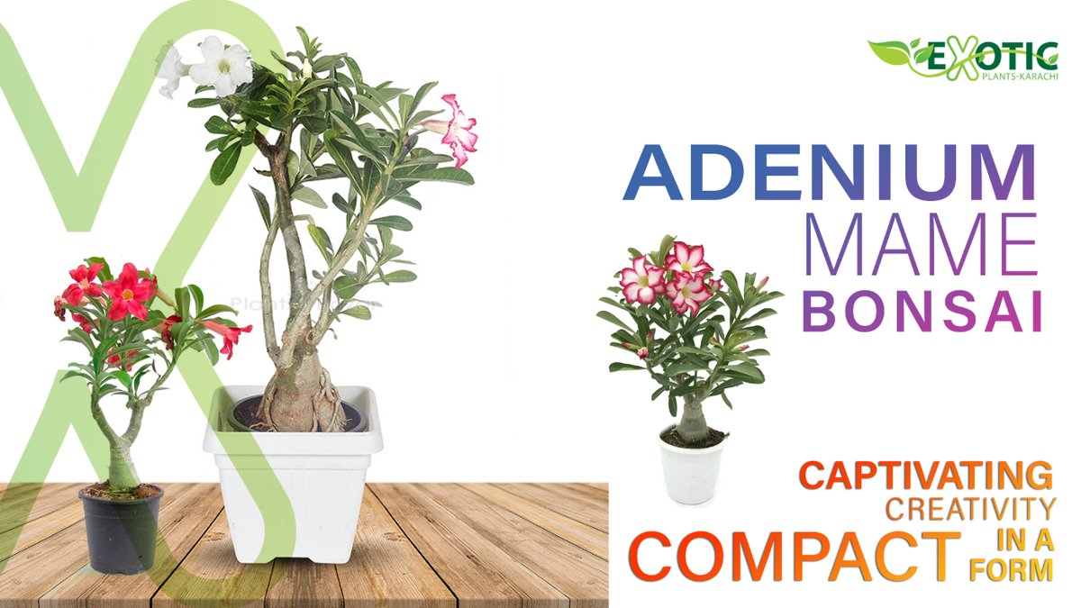 Adenium Mame Bonsai: Captivating Creativity in a Compact Form
#AdeniumMameBonsai #MiniatureBonsai #TinyTreeMagic #BonsaiArtistry #AdeniumLove #MameBonsaiBeauty #CompactNature #BonsaiInspiration #SmallWonders #AdeniumBonsaiBliss