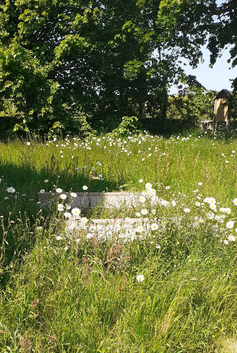 Beautiful St Marys church Binsted carrying on with #NoMowMay 
Just gentle paths mown around the graves + nature doing it's thing everywhere else 💚