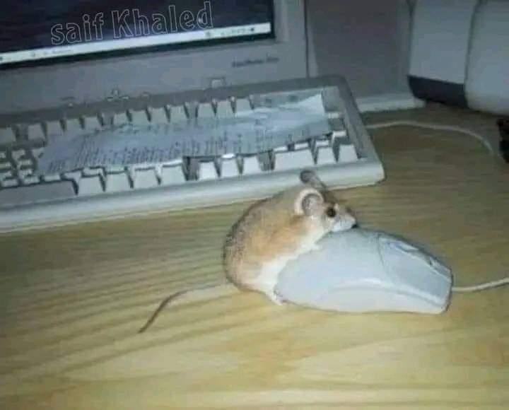 مروه (@ahmdash35112504) on Twitter photo 