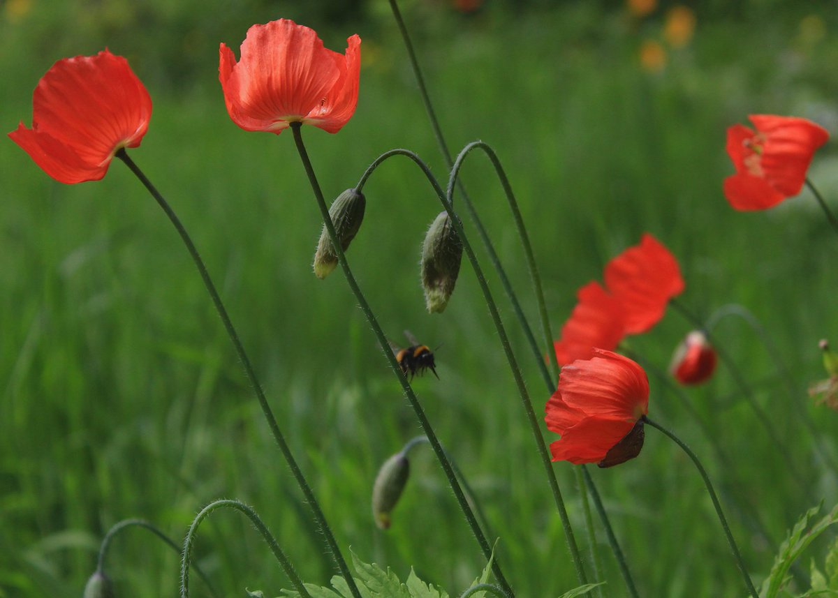 Garden in bloom, but fewer insects compared to last year. We had Mayflies and St. Mark's flies in abundance for a few days, but few bees and butterflies. Partner was commenting on their absence, I said 'I hope they're just late', but now I'm not so sure :/ #silentspring