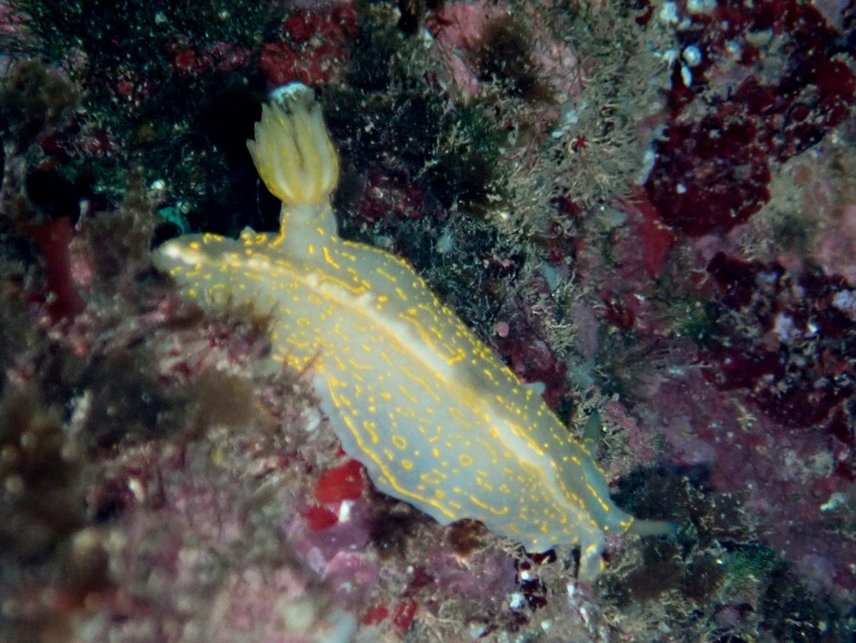 I found about 15 cm Hypselodoris picta #nudibranch when snorkeling in Menorca (Cala Galdana)🤩🤩🤩