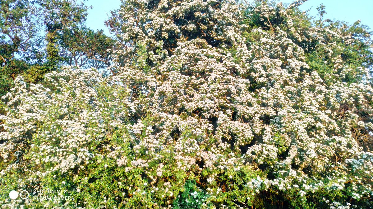 There really has been a great bloom of hawthorn this year.