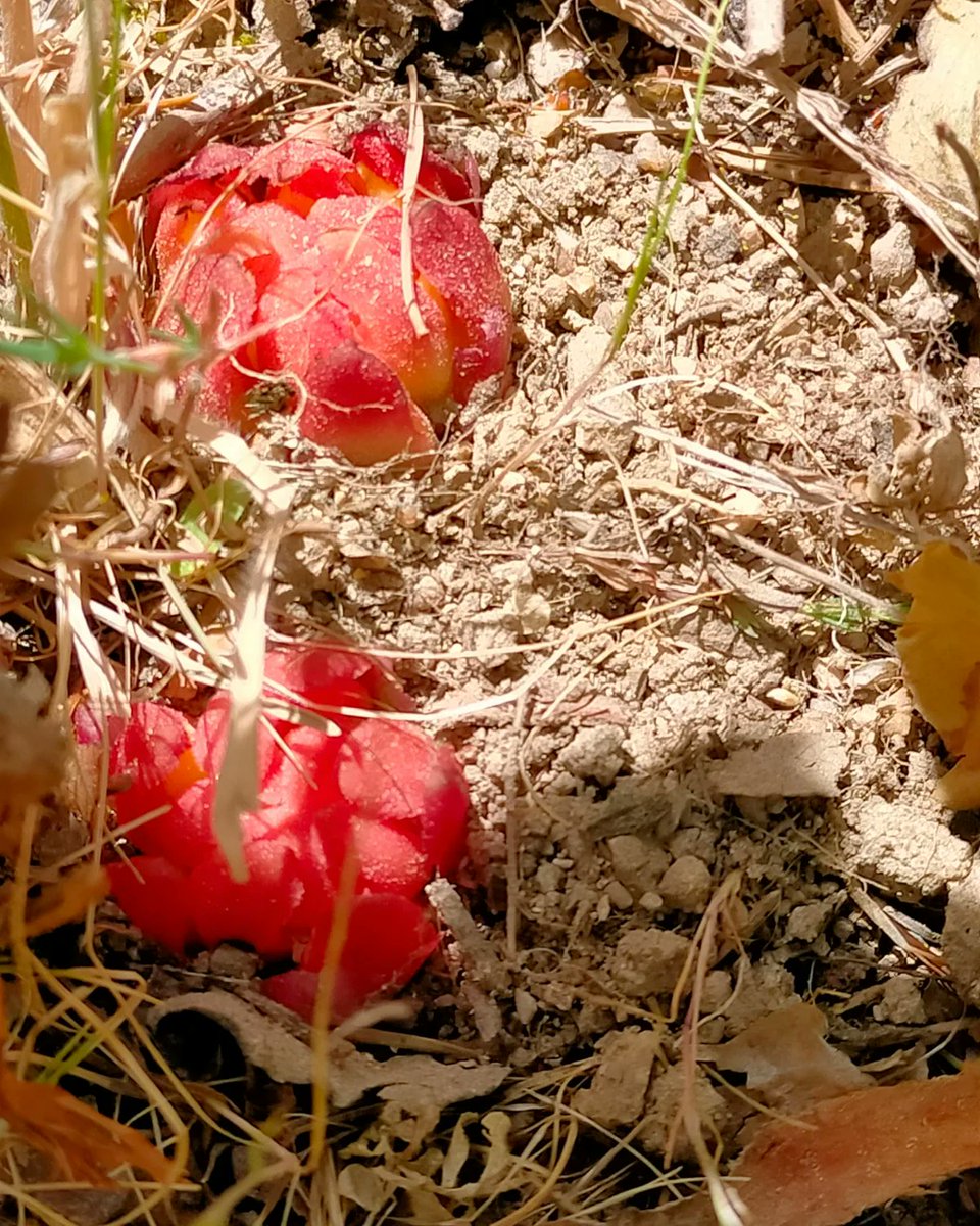concienciaeco's tweet photo. 👁️🍄🍄🍄👁️
Sabéis de qué especie son estas #setas? Se han encontrado en #Madrid en la zona de Cercedilla, en el #bosque debajo de una jara. Espero descubrir el misterio con vuestra ayuda.
#medioambiente #naturaleza #primavera #fotografía #setasyhongos #micología https://t.co/7rrkloxmdN