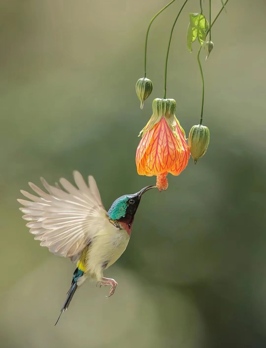 Kiss a flower#bird #birdphotography #birdsofinstagram #birds #photo #photography #picture #pictureoftheday #animal #life #nature #love #flowers