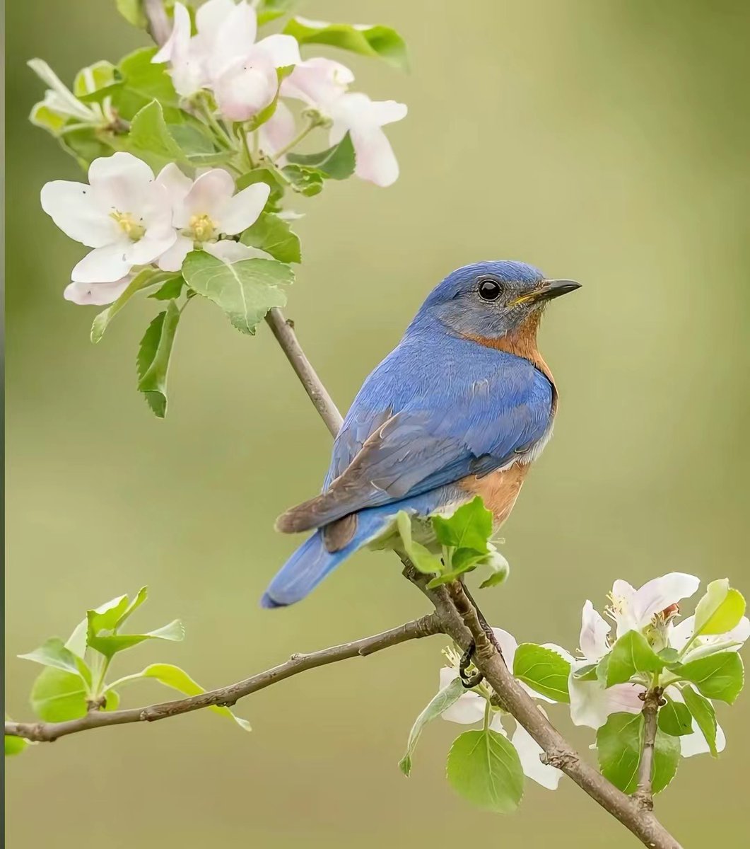 Beautiful maiden#bird #birdphotography #birdsofinstagram #birds #photo #photography #picture #pictureoftheday #animal #life #nature #love