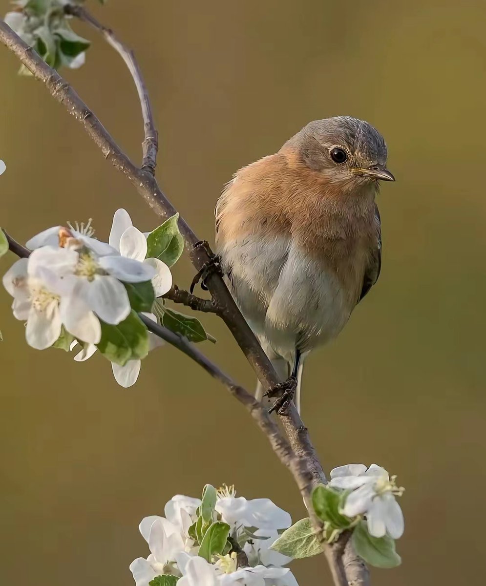 A young girl in the dark#bird #birdphotography #birdsofinstagram #birds #photo #photography #picture #pictureoftheday #animal #life #nature #love #flowers