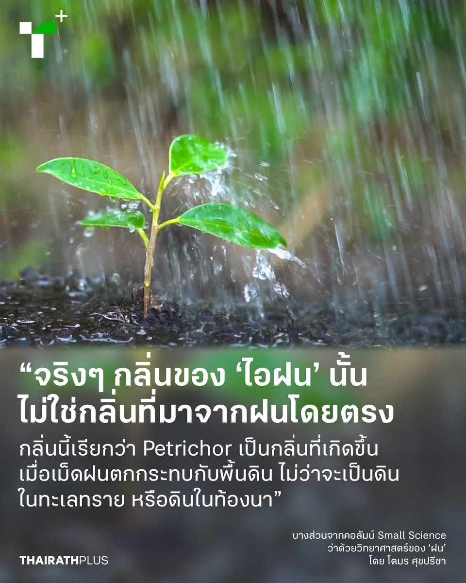 thairathplus's tweet photo. คอลัมน์ #SmallScience ของ โตมร ศุขปรีชา เล่าถึงวิทยาศาสตร์ที่อยู่เบื้องหลัง ‘ฝน’ ที่เราอาจคิดว่ารู้จักดีแล้ว แต่ก็ยังมีเรื่องราวเกี่ยวกับฝนอีกมากที่น่าทึ่ง และหลายคนอาจยังไม่รู้ จากการเกิด, ขนาด, กลิ่น, สี และความเร็วของฝน

https://t.co/bchArxSYI2

#ไทยรัฐพลัส #ThairathPlus https://t.co/8227hpMxg0
