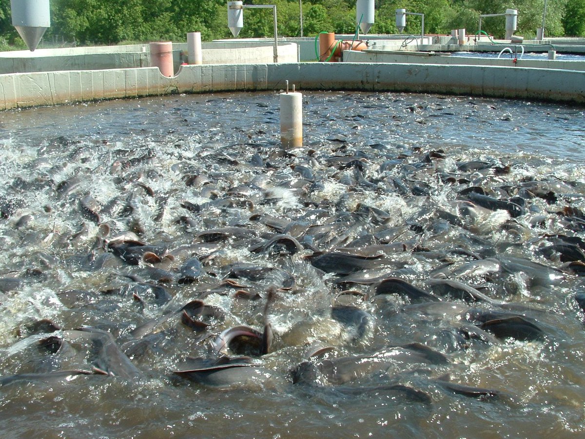 Benefits of #FishFarming also include the fact that it can be done in a sustainable and environmentally friendly way, with minimal impact on the surrounding ecosystem. 

#IFAT #IdealFarmers