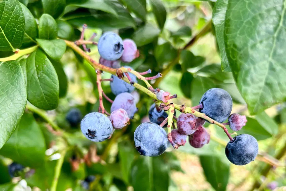 If you are looking for a summer activity that's perfect for a weekend morning, lets you enjoy the outdoors, and ends with a bucket full of tasty seasonal fruit, blueberry picking is for you.

Read more: lttr.ai/ACUql

#BlueberryPicking #Blueberries