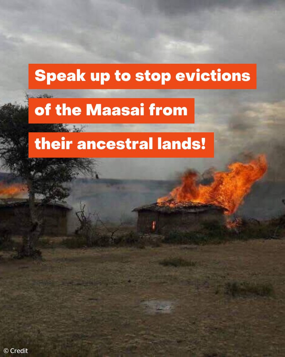 LAND IS LIFE – the Maasai depend on their cattle, and the cattle depend on grazing land. If their land is taken away, their lives are at severe risk - as we see in Loliondo and Ngorongoro.

👉 pingosforum.or.tz/speakers-tour-…

#MaasaiShallNotDie #DecolonizeConservation #OurLandOurLife
