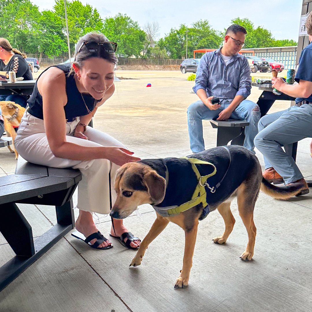 HFA_AE's tweet photo. 🐾🍻 Our Pets &amp; Pints event was a paw-some success! We had a blast as our furry friends joined us for a day of fun and fundraising. Thanks to everyone who supported the donation raffle benefiting the Pet Resource Center and Bentonville Animal Services. #PetsandPints https://t.co/vzTqErPdQ1