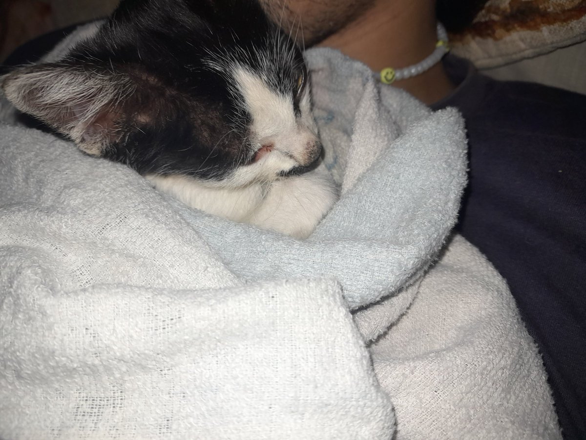 rex_joaco's tweet photo. A ella la rescaté 
que sería de ayer
Si no la volviera a ver

Hay gente que no piensa 
Que los animales son un ser
Y ellos se merecen estar bien

Te deseo lo que desee ayer
Cuando te agarre 
Que pases bien
Y me recuerdes también 

Att:Tu salvador joaco♡, gracias por adoptarlo♡ https://t.co/21HgWLwTiI