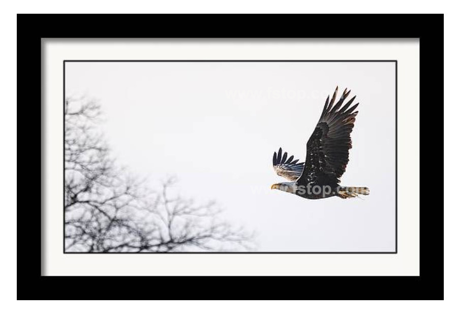 Bald Eagle with Nesting Materials!

fineartamerica.com/featured/bald-…

#wildvisiondotcom
#puttaswamyravishankar
#perfectgift #ಪುರಶಂ #fstopdotcom #bangaloredotcom #nature #naturephotography #BuyIntoArt #AYearForArt #Art #cosmictouchdotcom #visualrhythmcampus
