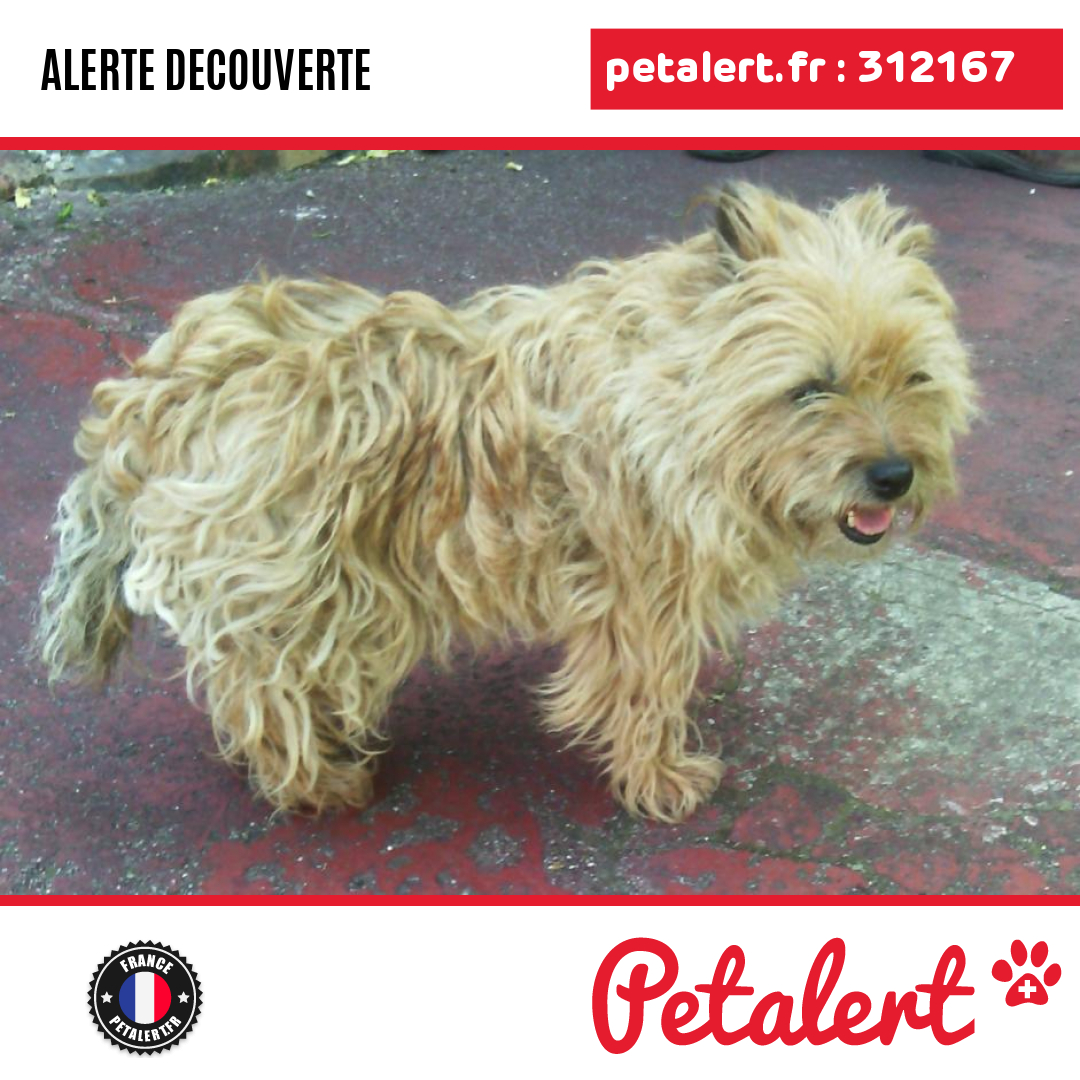 Trouvé #Chien #ValDOise #LeThillay #Petalert  #PetAlert95 / p3t.co/yJ6Aa