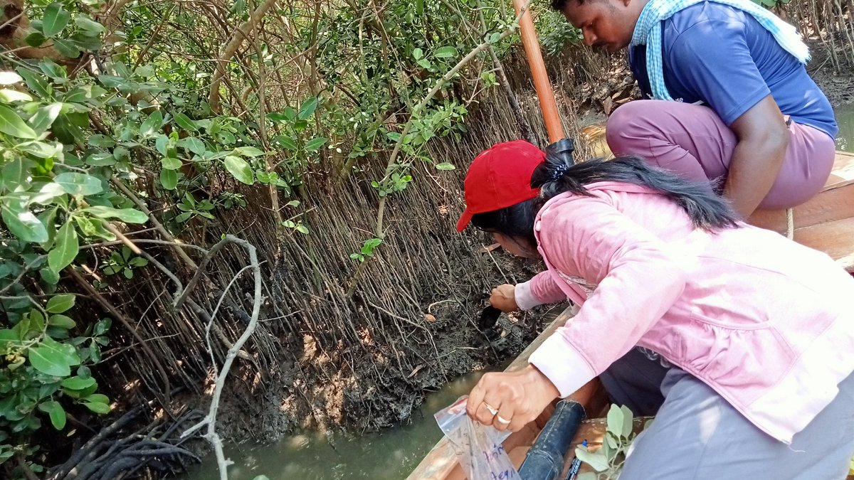 DrShilpaPandey1's tweet photo. Had wonderful experience during field visit @Pichavaram #mangroveforests, #Ramsar site #TamilNadu🇮🇳 It is located between #Vellar (north) & #Coleroon (south) estuaries.
👀Diversified mangrove species; collected polliniferous & soil samples for #modernpollen rain studies. https://t.co/5MCyPlkwmS