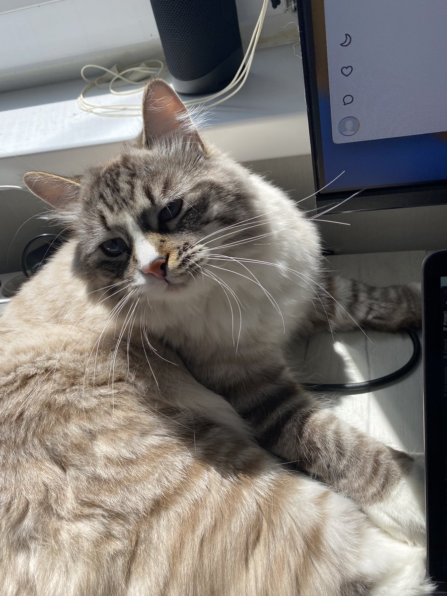 Have a lovely day 😻