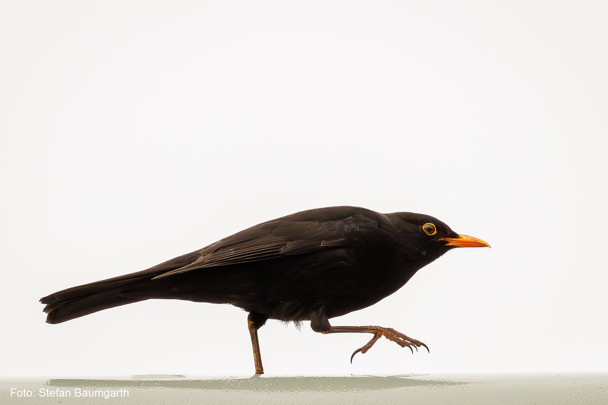 KI-Bilder lassen sich von realen, authentischen Fotografien nicht unterscheiden. Ein Phänomenen unserer Zeit: Wer keinen Kontakt mit dem Thema hat, sieht nicht die Bedrohung. Auch nicht die Chance. Künstliche Bilder sind eine Herausforderung für den redaktionellen #journalismus .