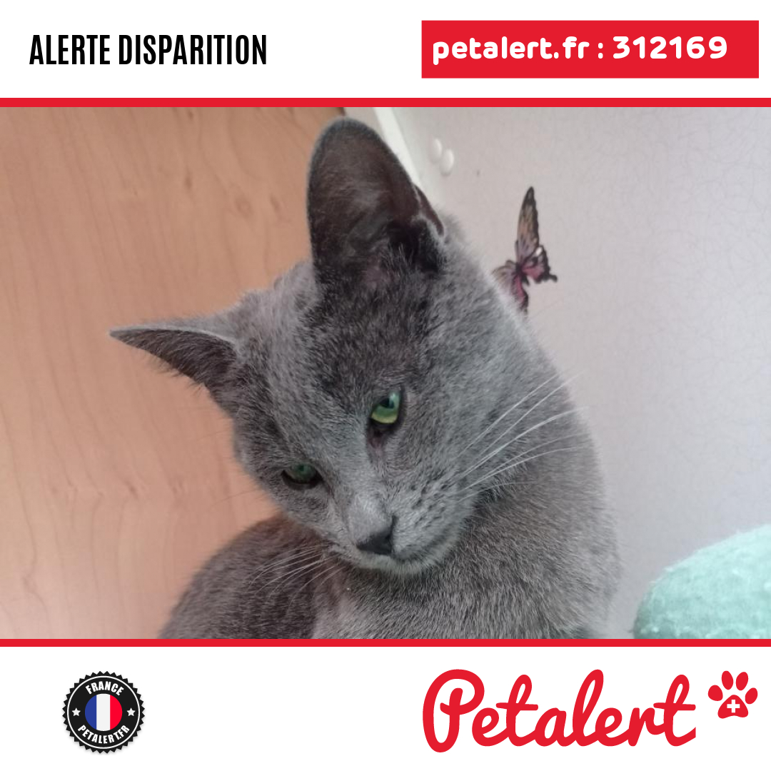 Disparu #Chat #HauteLoire #Beaulieu #Petalert  #PetAlert43 / p3t.co/SXgnJ