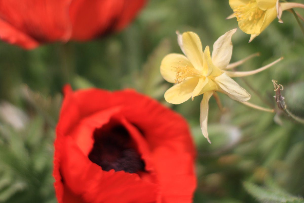 A busy Sunday as visitors come to see the Laburnum Arch at Bodnant Garden.  <a href="/nationaltrust/">National Trust</a> @BodnantGardenNT @NTWales #laburnumarch #flowers #nature #summer #bodnant #wales