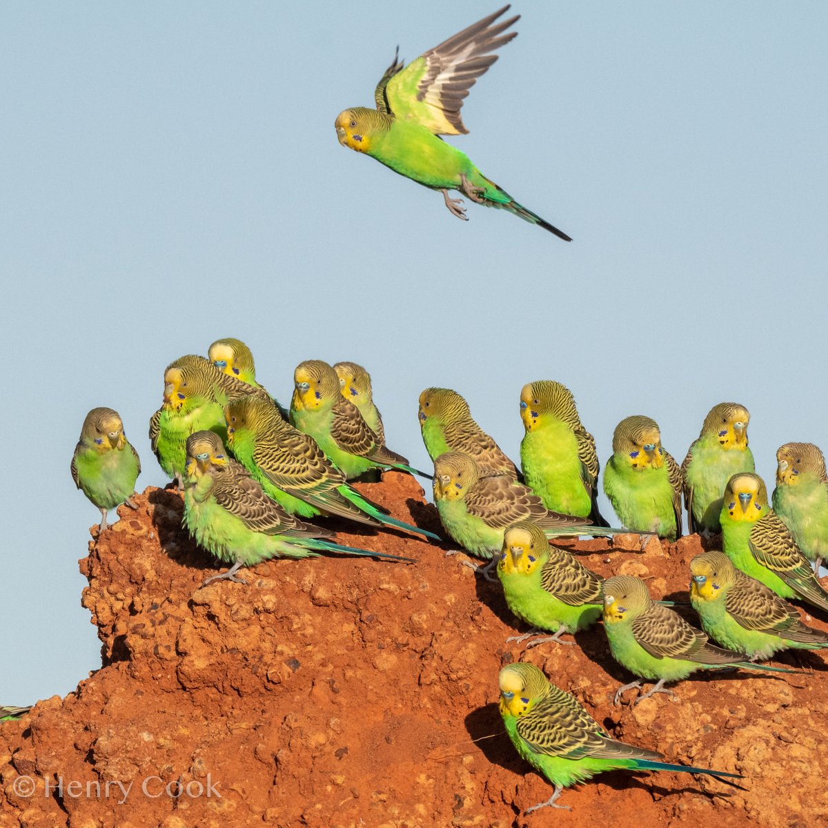 More budgerigars. They're amazing creatures. I will not be entertaining notions that budgies are not the best parrot. Going forward, this evening, I will outline why other parrots are inferior. This is the hill I will die on. #worldparrotday #budgiesarebest