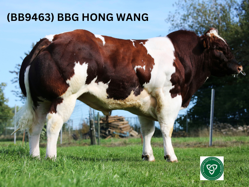 MunsterBovine's tweet photo. Introducing (BB9463) BBG Hong Wang, the ultimate choice for breeding Show Champions and Roan weanlings.
HONG WANG is now available from Munster Bovine.

Contact us today to learn more about this extraordinary bull and how he can elevate your breeding program. 🔥
#weanlings #roans https://t.co/yU8q9rtFRQ