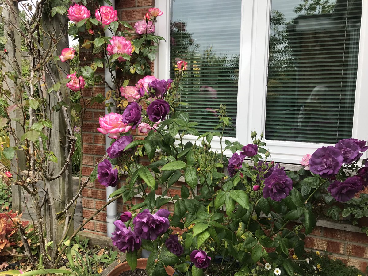 How’s this for a colour contrast…