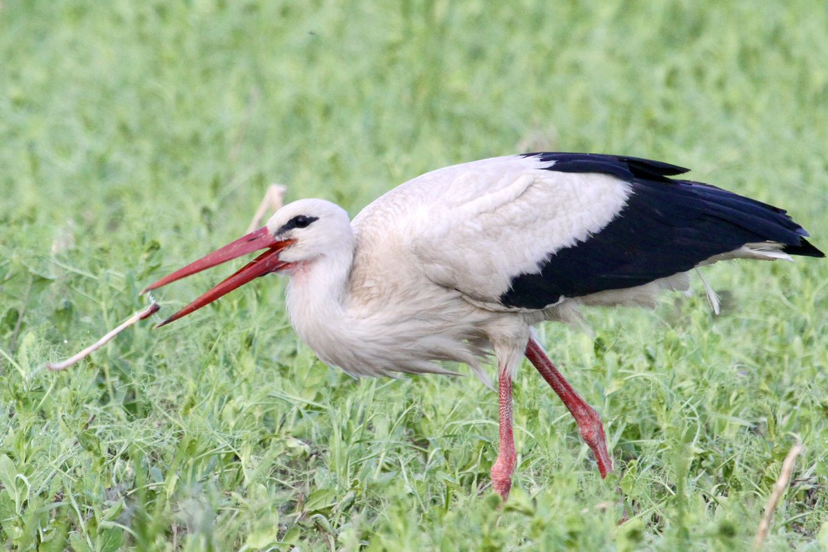 The abundance of #earthworms increased significantly at our #directdrilled fields. Regular observation of foraging #whitestorks is a good indicator of this change. Visiting the #AllertonProject a decade ago provided key inspiration for the transition to #RegenerativeAgriculture.