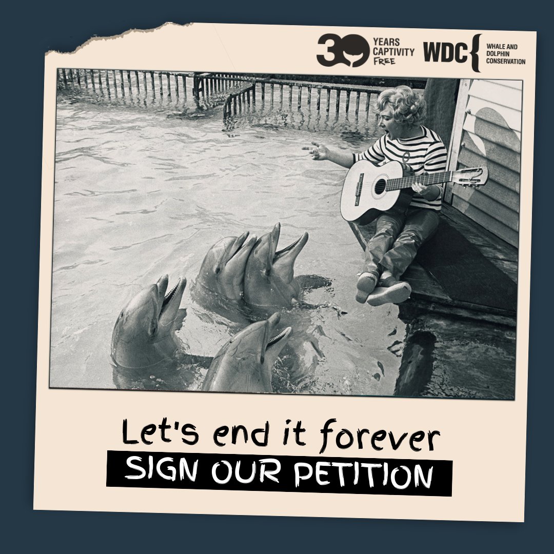This year we are celebrating the fact that there have been no captive whales or dolphins in the UK for 30 years 🥳 But ... there is no law to stop a new dolphinarium opening here. So we are calling on the UK government to #EndCaptivityForever by making it illegal to hold a…