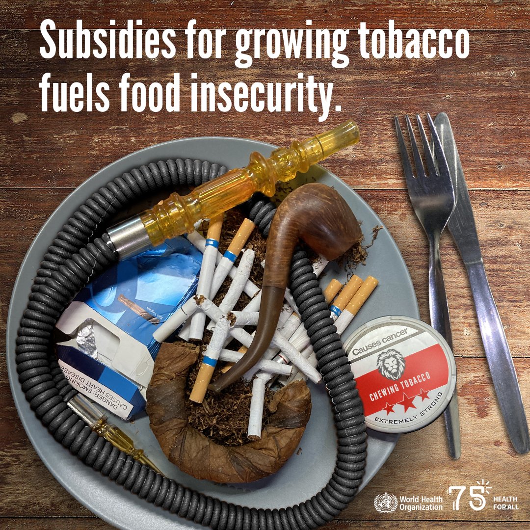 GROW FOOD 🫘 NOT TOBACCO 🚭 More than 120 countries grow tobacco. WHO urges governments to stop subsidising tobacco farming and support more sustainable crops. 👉 bit.ly/427W0Aw #NoTobacco #WorldNoTobaccoDay