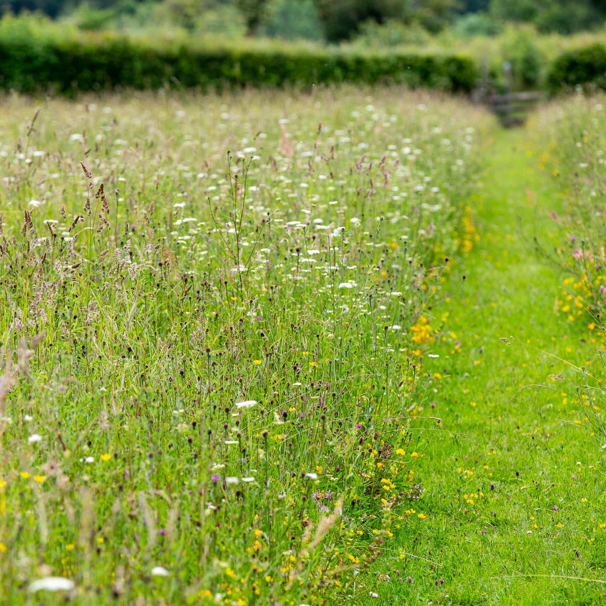 Time for some Not So #ShitLawns! Show us your #NoMowMay efforts! And please do keep it up into #LetItBloomJune 🌼🌱🐝🦋

📷 Matt Pitts
