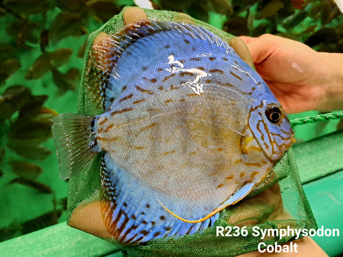 Fish_Go_Home's tweet photo. Symphysodon cobalt / Kobaltblauer Diskus (XL-Größe)
https://t.co/iuEi9JBkgH
#diskus #diskusbecken #zierfischversand #fishgohome https://t.co/2yr8MCItEG