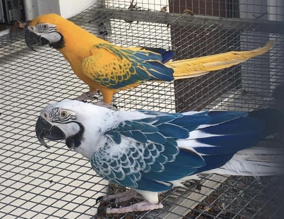 #希少種-ベニコンゴウインコ・ルリコンゴウインコ 樹脂製オブジェ 2体セット ルリコンゴウインコ、ベニコンゴウインコです。ちょっと変わった色です