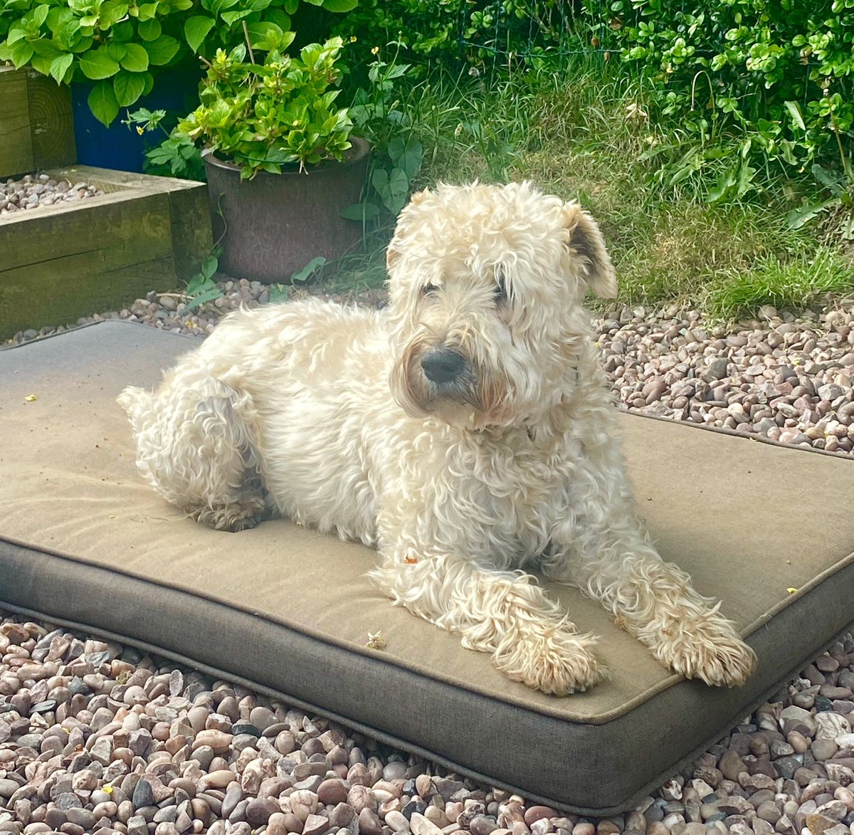 IanMerrell1's tweet image. Barney enjoying the sun …