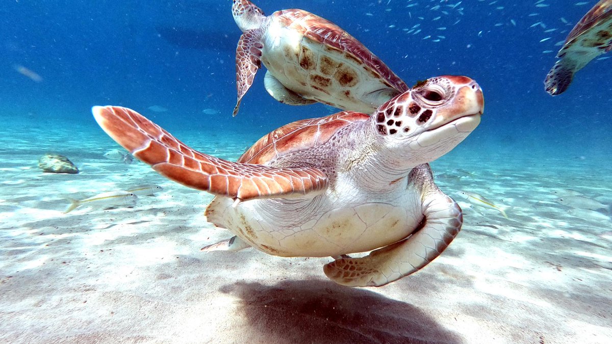 Good News Alert:

Panama just passed a law giving sea turtles the legal right to live and thrive in a healthy environment.

Panama is home to some of the world's most important turtle nesting spots, and this new law will protect them from poaching and pollution.