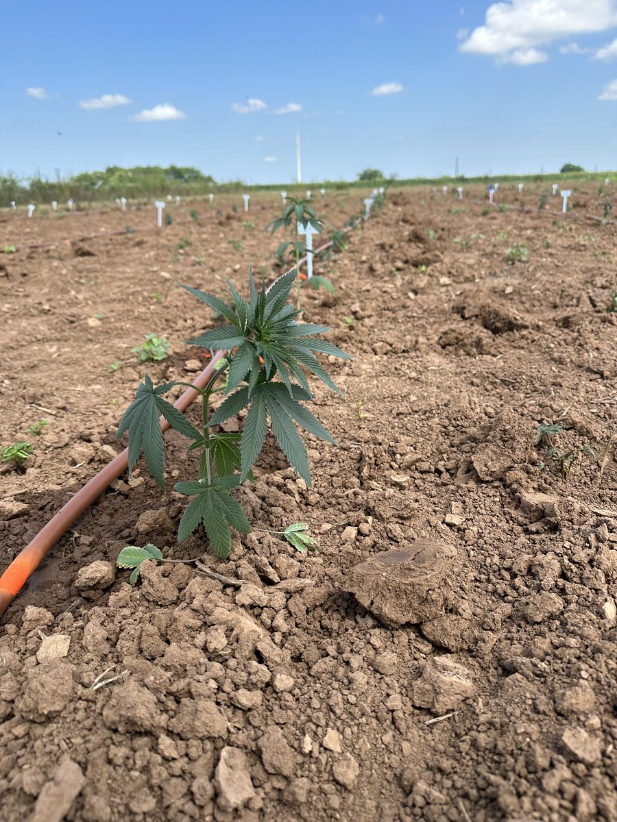 Planted the dioecious field trials today🌱 Let’s see which ones survive the Texas heat☀️