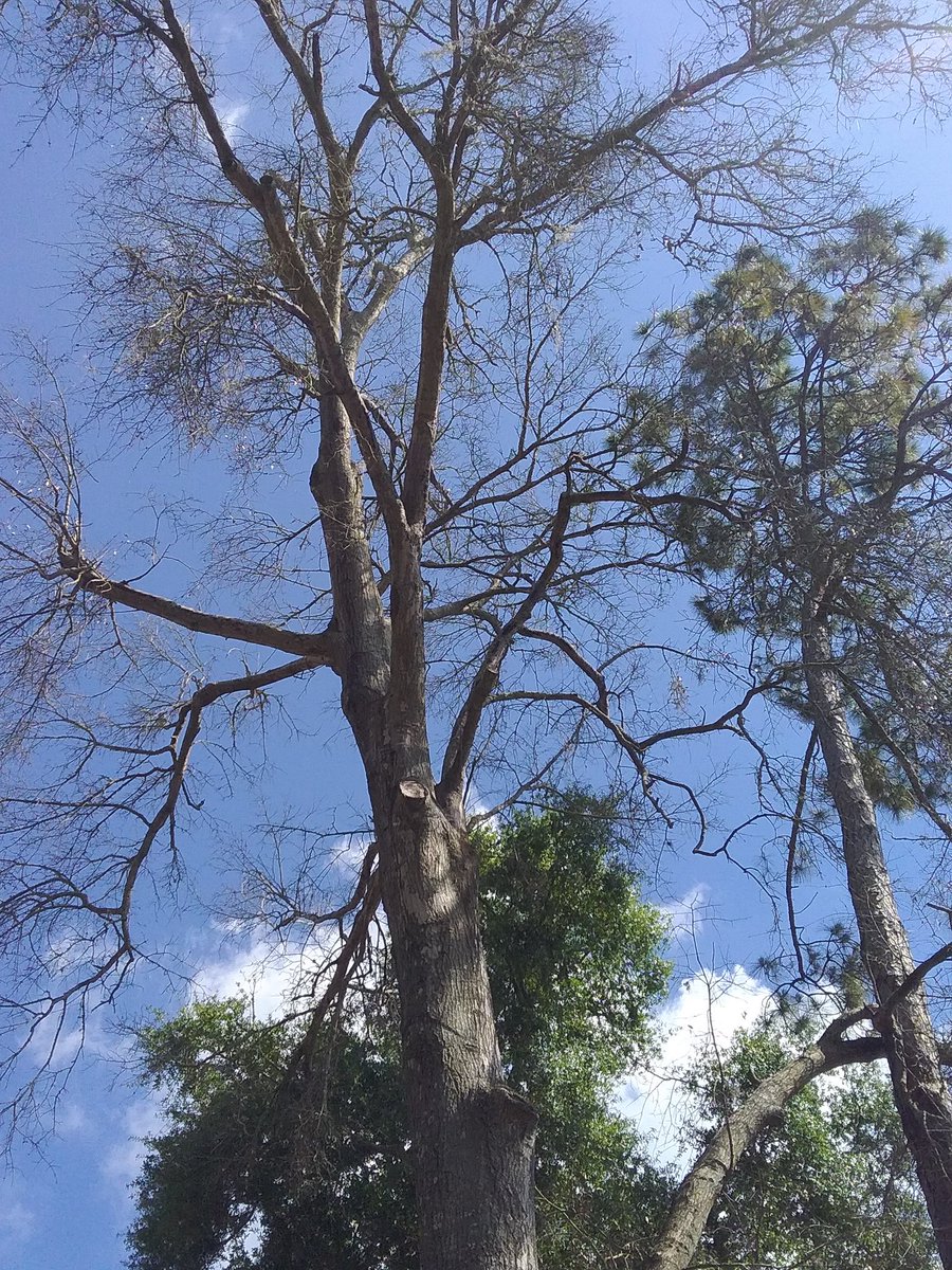 Do you have a tree that looks like this? If so, give us a call at (813) 553-TREE for a free estimate to remove your tree today.  #treeservice #treeremoval #trees #moorecutsfloridatreeservice #treetrimming #moorecutsflorida