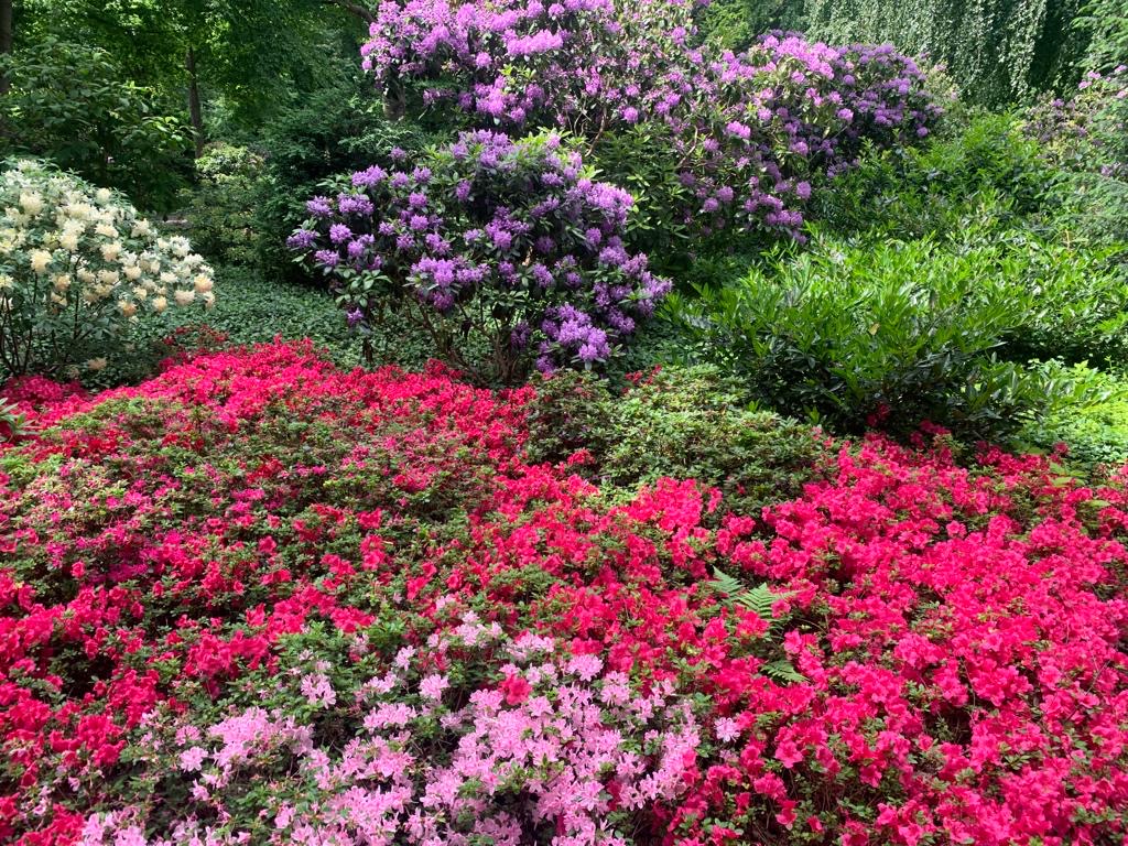 Jill Gallard (@jillgallard) on Twitter photo Was für ein schöner Termin und welche Ehre, heute bei der Rhododendrontaufe des #Bundespräsident|en im Park von Schloss Bellevue dabei zu sein. Mit alten Freunden wie dem Bund 🇩🇪 Baumschulen <a href="/BdB_eV/">Bund deutscher Baumschulen e.V.</a>, seit unserer gemeinsamen Baumpflanz-Initiative ein guter Pflanzungspartner.🌳🌿 Was für ein schöner Termin und welche Ehre, heute bei der Rhododendrontaufe des #Bundespräsident|en im Park von Schloss Bellevue dabei zu sein. Mit alten Freunden wie dem Bund 🇩🇪 Baumschulen <a href="/BdB_eV/">Bund deutscher Baumschulen e.V.</a>, seit unserer gemeinsamen Baumpflanz-Initiative ein guter Pflanzungspartner.🌳🌿