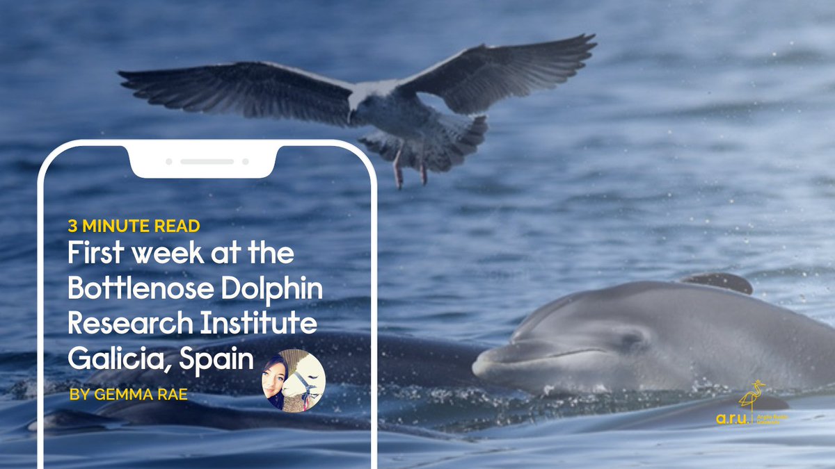 🌍🐬 Dive into dolphin research abroad! Join Gemma, an ARU student studying Animal Behaviour, as she explores the impact of marine traffic on dolphin behavior. Discover her captivating article below! 📚🌊

Read here:
tinyurl.com/4vb8y9dj

#ResearchAbroad #MarineLife #ARUProud