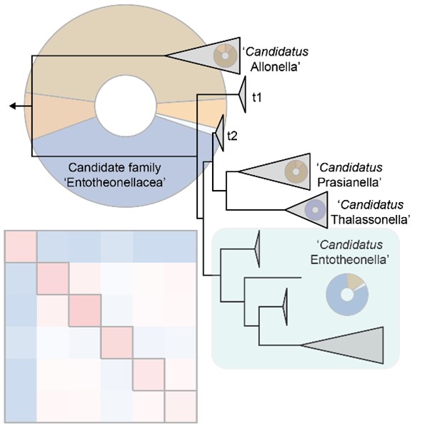 New exciting results! This study unveiled the different lifestyles of 'Entotheonella' lineages belonging to the new candidate phylum 'Tectomicrobia' as well as describing a phylogenetic link between their 16S sequence and sponge natural product production. biol.ethz.ch/en/news-and-ev…