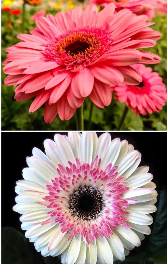 My Favorite Flowers. I Introduce you to the Austentatious Gerber Daisy. 🌼