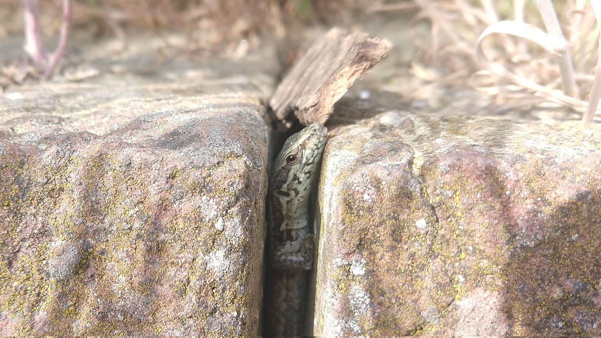 Parody of @jtmuehlberg@mastodon.online tweet media