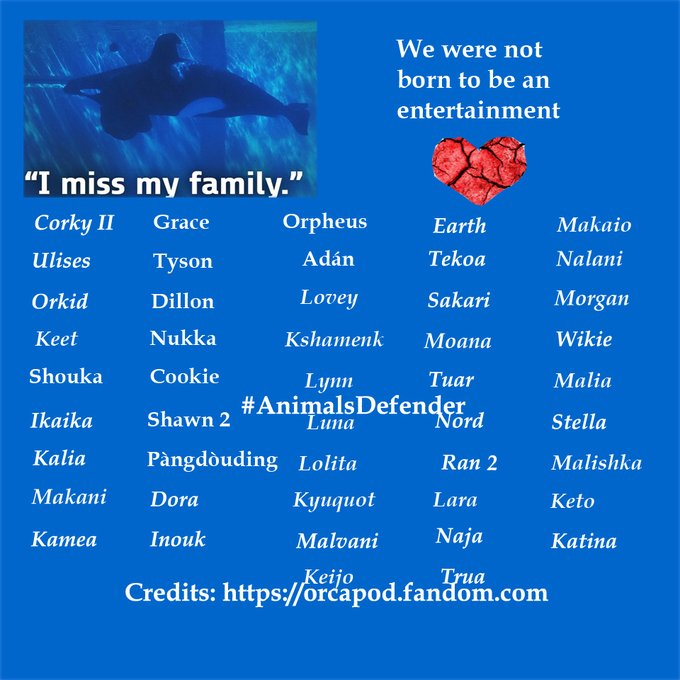 CagesFree's tweet photo. You were born with the Ability 
To change an #animal's life 
Don't waste that Ability. 
A #Seapens is the answer. 
Do it for them, they gave you so many years of their lives to be your #entertaining https://t.co/iI4XNWpufq