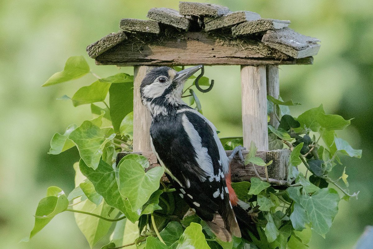 GSW, just hanging around the garden 🙂