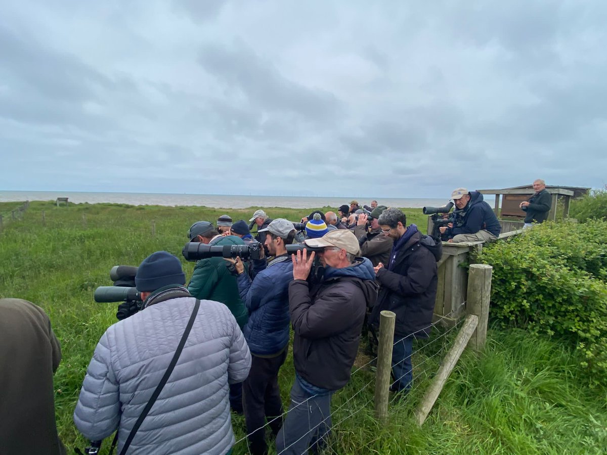 A fairly quiet day until @SBO_Jason finds this brilliant Great Snipe at the Warren! Nice views of it feeding on the edge of a small scrape in Clubleys Field. #spurnbirds