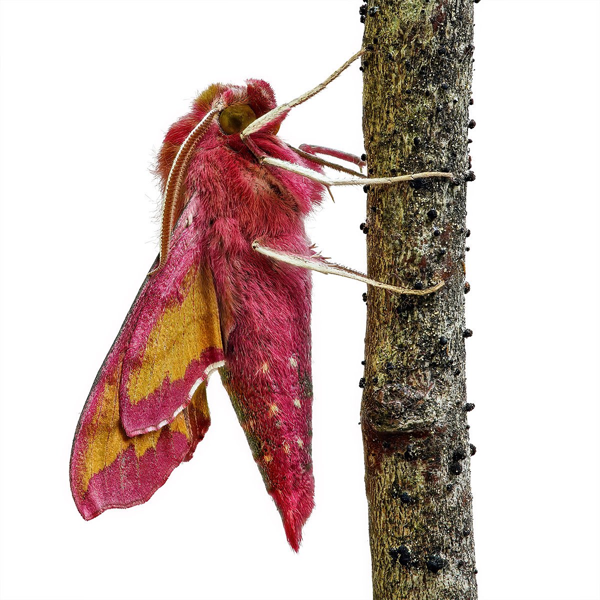 sagaOptics's tweet photo. Small elephant hawkmoth, Deilephila porcellus. Manual stack of 23 images.
#smallelephanthawkmoth #kleinerweinschwärmer #deilephilaporcellus #weinschwärmer #schwärmer #hawkmoth #lepidoptera https://t.co/uLNsNUWtKl