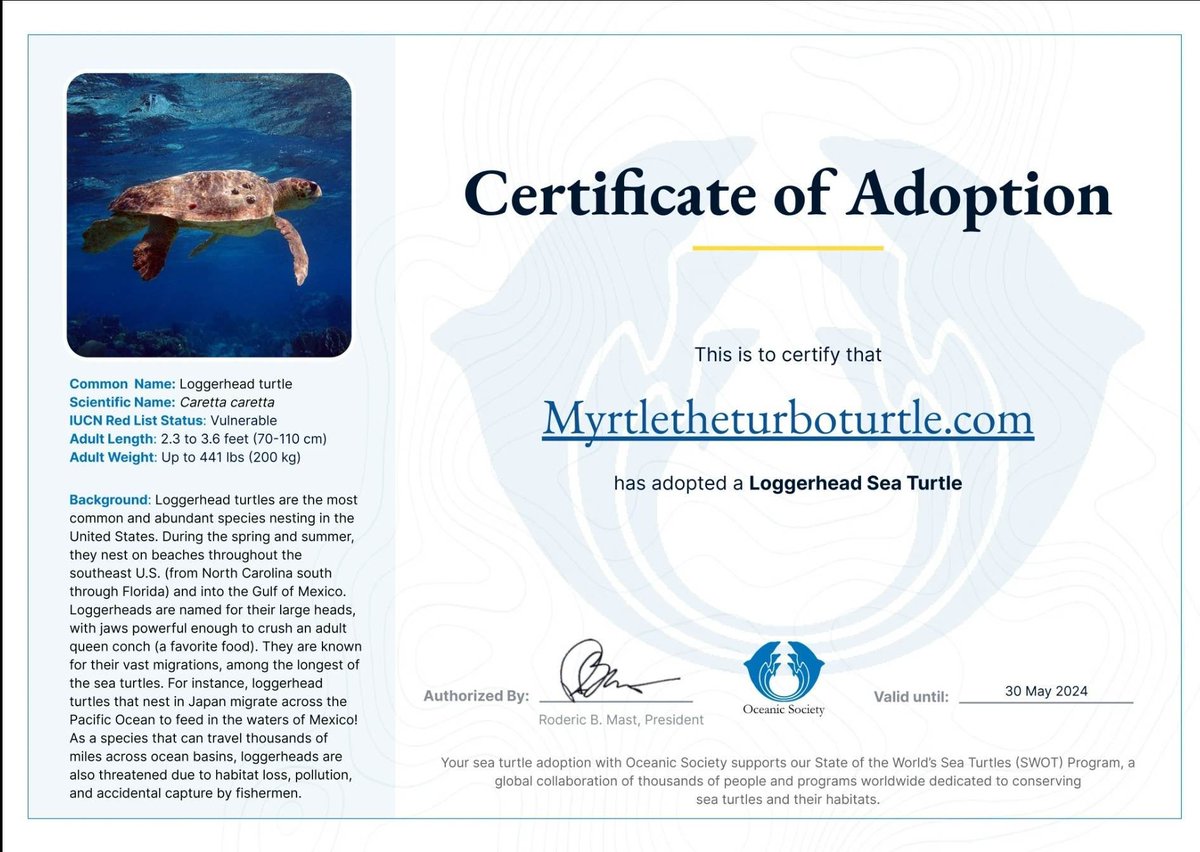 Myrtleturtlebnb's tweet photo. 🌟🐢 Exciting news! Myrtle the Turbo Turtle team has adopted Myrtle the Loggerhead Turtle! 🎉🏝️ Join us in protecting marine life and making a positive impact on the environment. 🌊💙 Together, let's ensure a brighter future for Myrtle and her turtle friends! 🐢💚 #AdoptATurtle https://t.co/kiyoWv1W8z