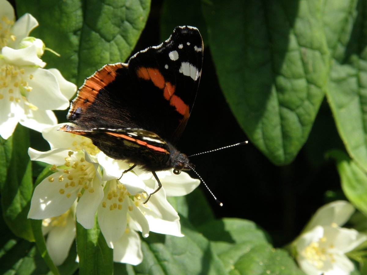 RosieVinter's tweet photo. Out in the garden... #flowers #butterflies #sunny https://t.co/G5gPEFAKqj