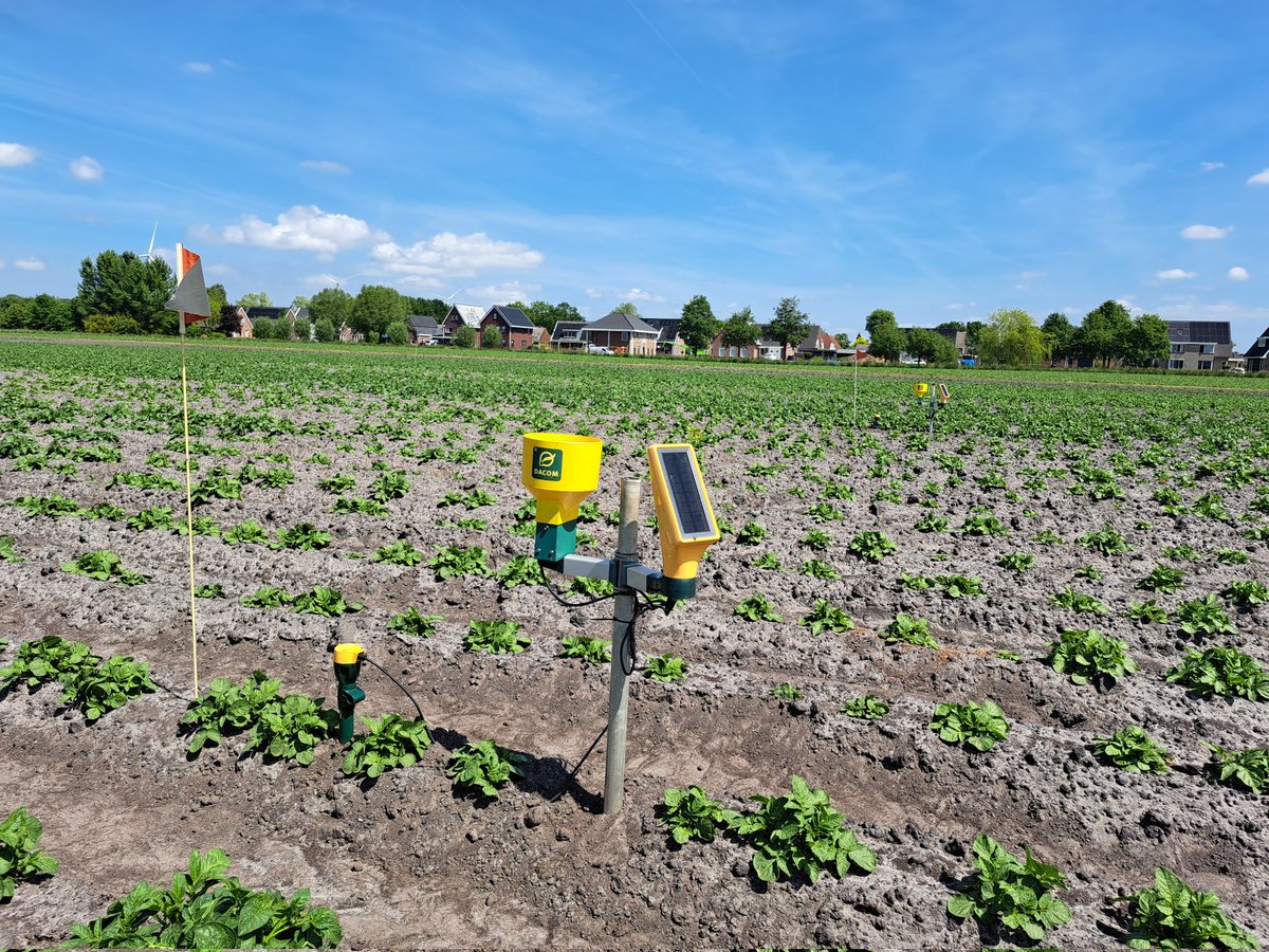 harmgerms's tweet image. De groei zit er goed in!
In de beregeningsproef zijn de bodemvochtsensoren geïnstalleerd.  @WUR_Valthermond @DacomNederland @Royal_Avebe