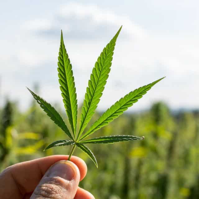 SLBStandards's tweet photo. The Saint Lucia Bureau of Standards is about to roll out their 1st set of standards dealing with Cannabis. The following draft standards are being proposed for adoption as Saint Lucia National Standards:
https://t.co/pwdw7ot4CM https://t.co/g1wh8Kc0Rm
