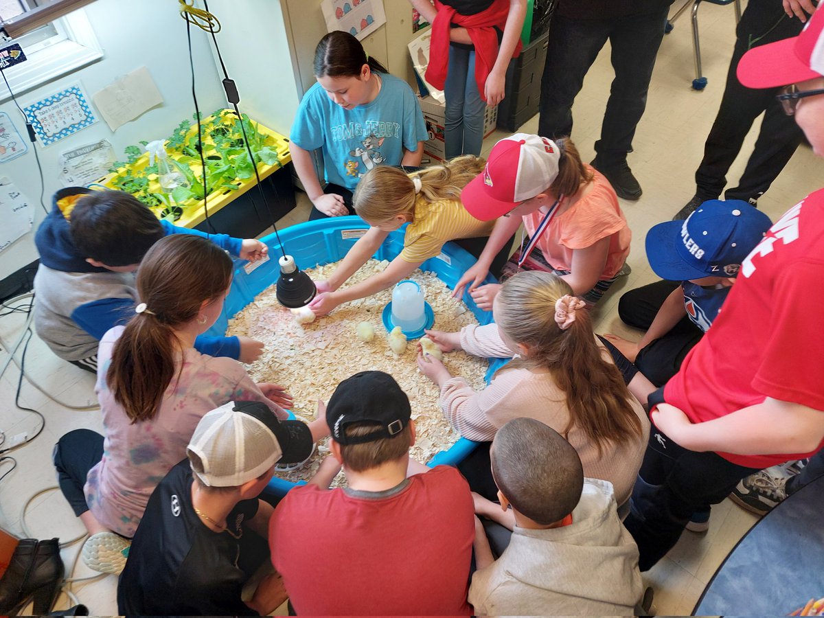 lmcrawley's tweet photo. So much egg-citment @ICSColliers as we welcome our new students. #AnimalLifeCycle #LifeSciences #AuthenticLearning @NLESDCA @NLTeachersAssoc Thank you, Darryl Legge from Legge's Poultry! https://t.co/PVyrszSwqe